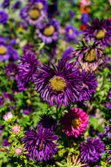 Obraz premium Blue aster flowers in the garden