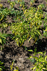 Spicy chilli pepper on the plant