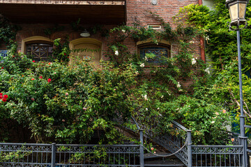 Old house covered with rose plant