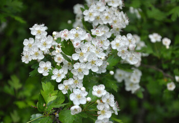 Hawthorn (Crataegus) blooms in nature