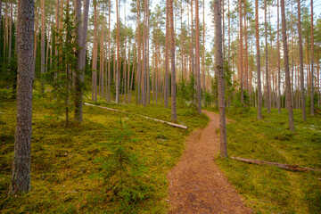 Beautiful deep forest scene. A ray of light in the forest. Forest wood background. Footpath in the forest