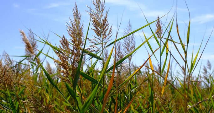 Wind moving golden Johnson grass