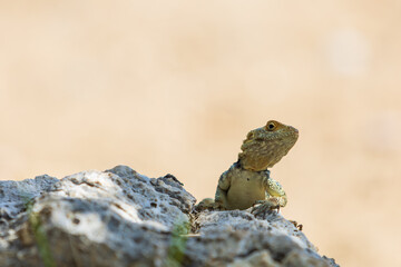 A large wild lizard on a rock.