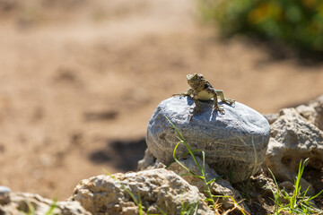 A large wild lizard on a rock.