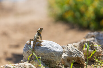 A large wild lizard on a rock.