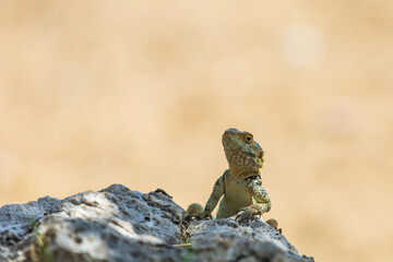 A large wild lizard on a rock.