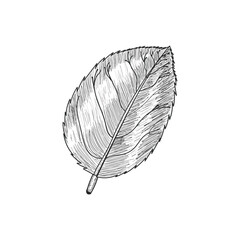 Leaf sketch Vector Illustration design 