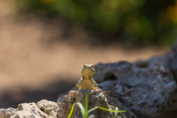 A large wild lizard on a rock.