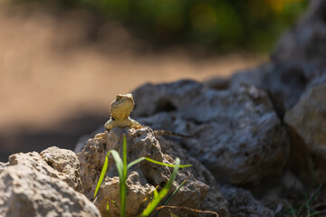 A large wild lizard on a rock.