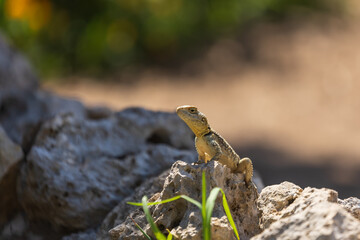 A large wild lizard on a rock.