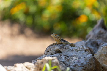 A large wild lizard on a rock.