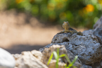 A large wild lizard on a rock.