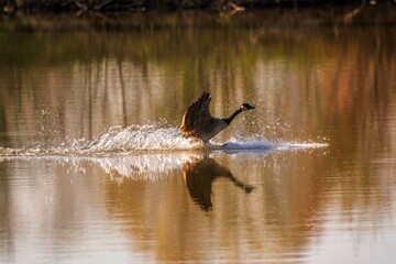 Fototapeta premium Canadian Goose landing on a pond