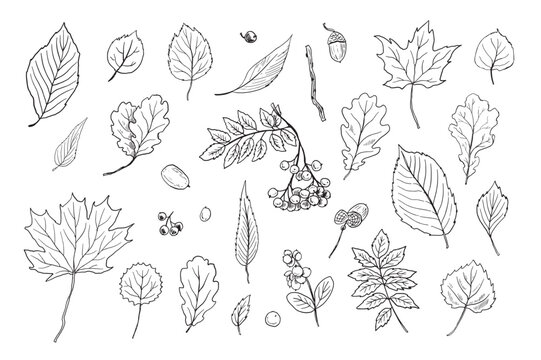 Autumn leaves vector line illustrations set.