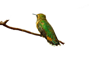 Rufous Hummingbird (Selasphorus rufus) Photo, Perched on a Transparent Background