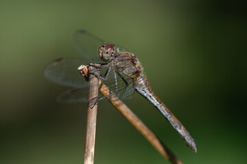 A female darter dragonfly (Sympetrum striolatum) sits on a dry reed leaf. The background is green. The sun is shining. The dragonfly's wings are spread . There is space for text.