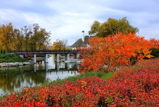 Sumac tree branch with red yellow leaves on autumn day. Sumah is beautiful ornamental tree or bush with red leaves in fall.
