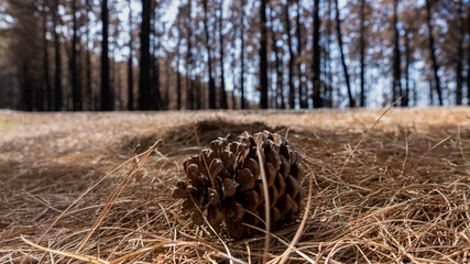 stump in the forest