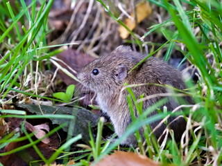 Naklejka na ściany i meble Microtus arvalis aka common vole is eating grass in front of his burrow. Early autumn. Czech republic nature.