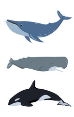 Whales animal icons set. Humpback whale, sperm whale or cachalot and killer whale. Ocean aquatic mammals. Vector flat or cartoon illustration isolated on white background. © Елена Истомина
