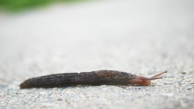 The slug crawls across the road pretty quickly