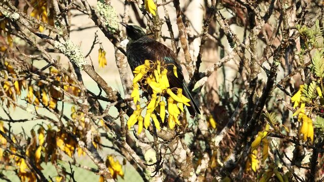 The native Tui bird from New Zealand.