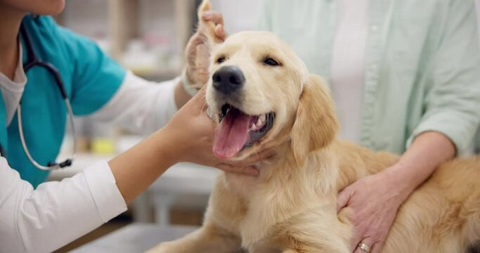 Woman, dog and vet checking ears on table for consultation, medical advice and pet care health insurance. Female veterinarian, lady and Labrador puppy, professional help and trust at animal clinic.