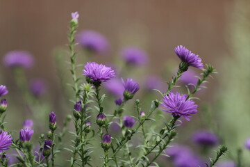 purple flowers