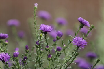 purple flowers