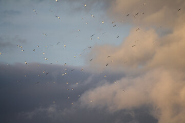 A flock of birds against a background of clouds and sky - 658801411
