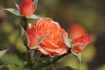 On the street in the heat, this rose will touch the white shining sun quietly, and they will pass by those who will hardly ever be able to say how beautiful she is in words.