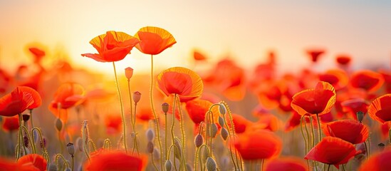 Stunning summer poppy filled countryside in soft focus With copyspace for text