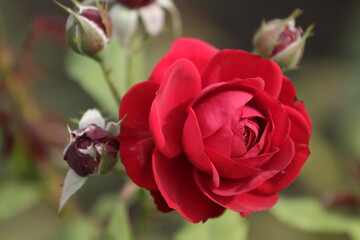 On the street in the heat, this rose will touch the white shining sun quietly, and they will pass by those who will hardly ever be able to say how beautiful she is in words.