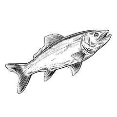 Hand Drawn Sketch Fish Illustration

