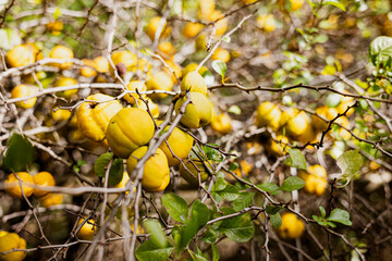 quince - Pigwa