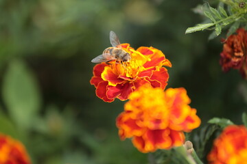bee on flower
