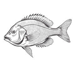 Obraz premium Hand Drawn Sketch Snapper Fish Illustration 