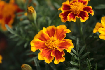 orange and flowers