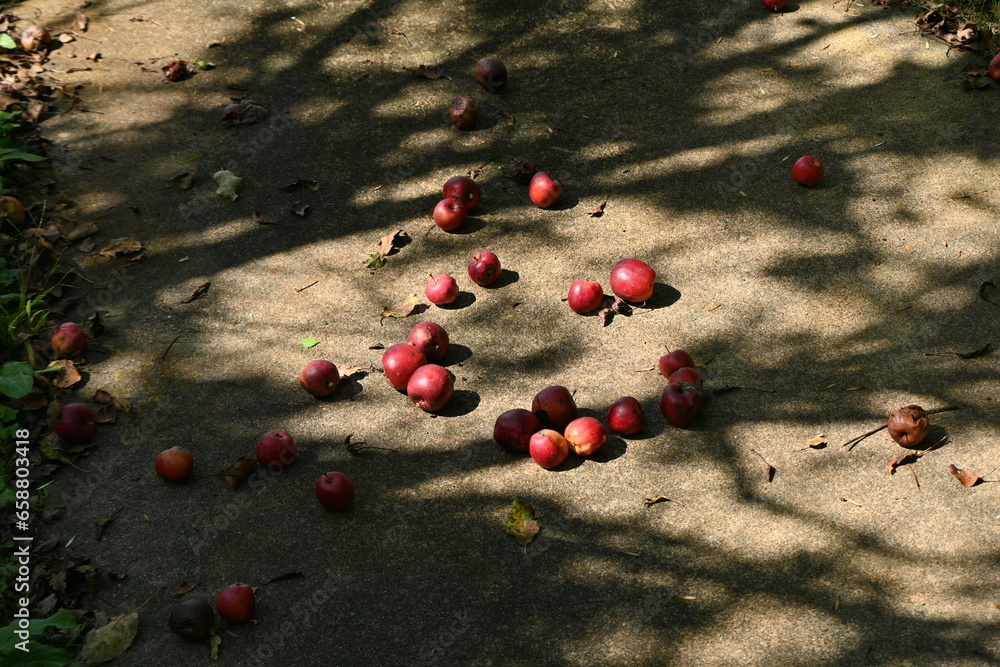 Sticker plum-leaf crabapple / chinese crabapple ( malus prunifolia ) fruits. rosaceae deciduous tree. even w