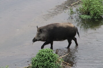 A tuscan boar crosses the river in central Italy