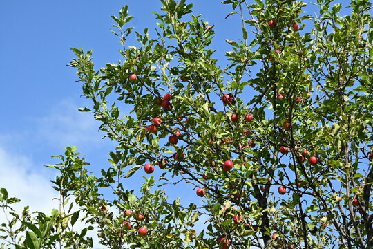 Plum-leaf crabapple / Chinese crabapple ( Malus prunifolia ) fruits. Rosaceae deciduous tree. Even when ripe, the fruit is sour and inedible. Used for bonsai etc.
