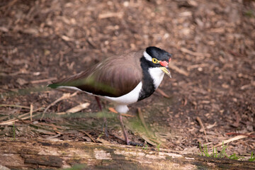 the banded lapwing has a black cap and broad white eye-stripe, with a yellow eye-ring and bill and a small red wattle over the bill. The legs are pinkish-grey.