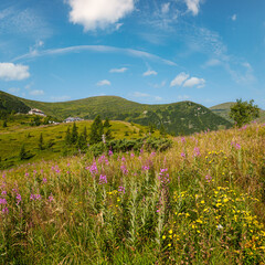 Pink blooming Sally and yellow hypericum flowers on summer mountain slope. In far - Pozhyzhevska...