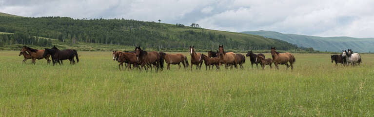 Fototapeta premium A herd of horses runs through the pasture against the background of mountains and blue sky. Panoramic shooting, banner for your advertising.Wild horses run across the field
