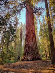 Obraz premium enormous sequioa trees in the forest, sequoia compared to a man