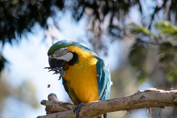the blue and gold Macaw has back and upper tail feathers of the blue and gold macaw are brilliant blue; the underside of the tail is olive yellow.