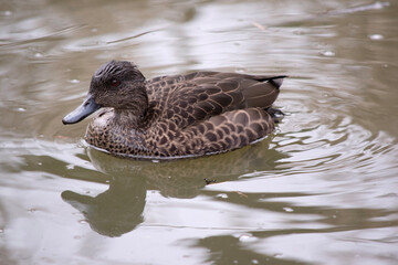 the female teal duck has dark brown feathers edged in tan with a black beak and brown eyes