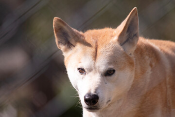 Dingos are a dog-like wolf. They have a long muzzle, erect ears and strong claws. They usually have a ginger coat and most have white markings on their feet, tail tip and chest