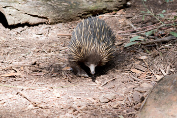 the short nosed echidna is smelling the air in an attempt to find food