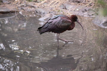 The glossy ibis neck is reddish-brown and the body is a bronze-brown with a metallic iridescent sheen on the wings.